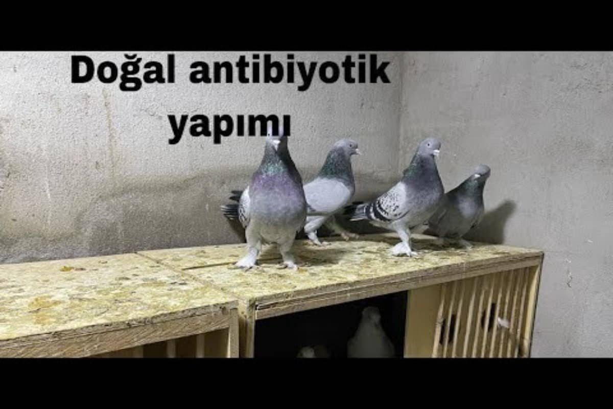 Güvercin Antibiyotik