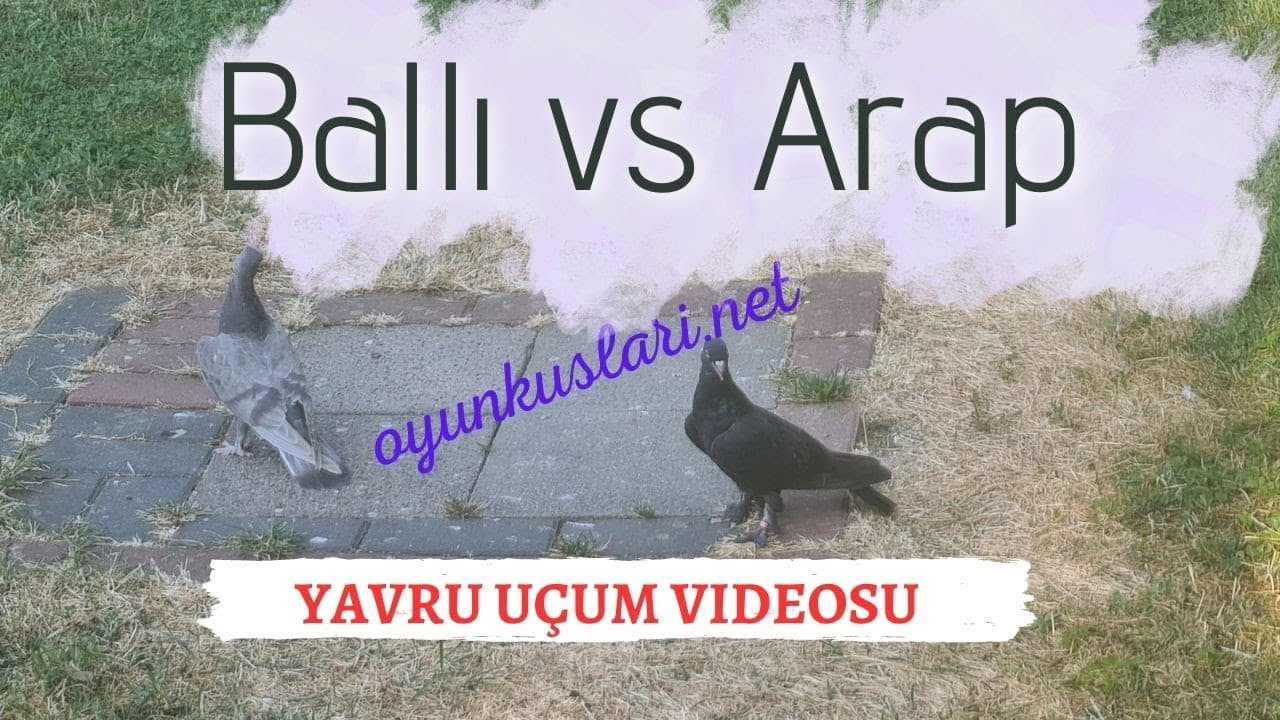 balli ile arap yavru ucum videos